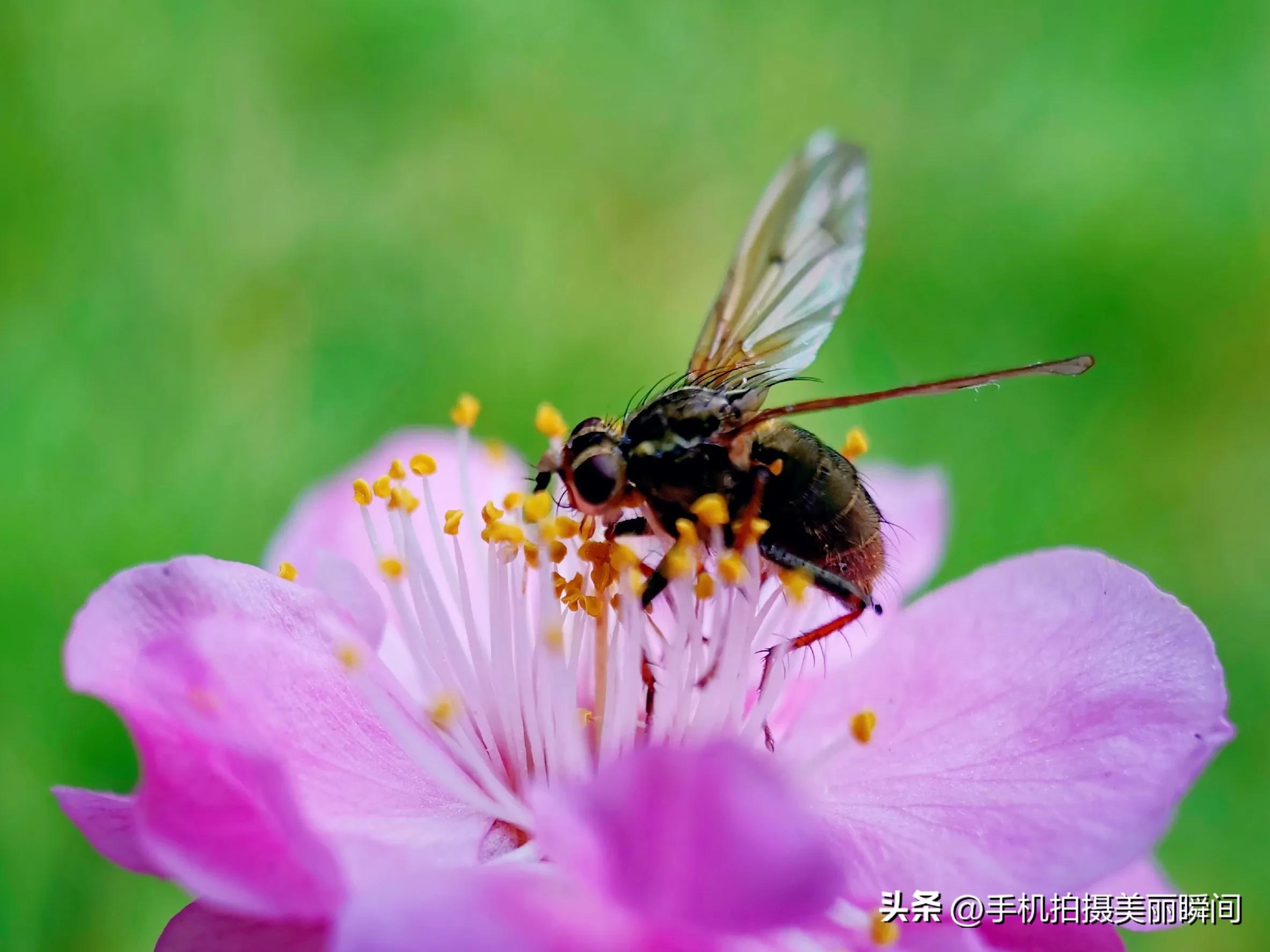手机拍摄视频的参数设置,什么手机拍摄视频效果好