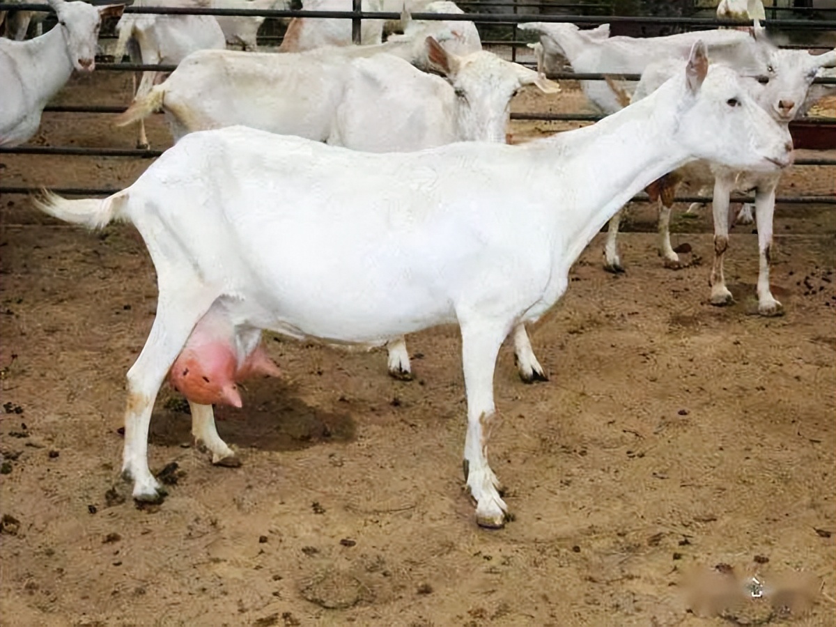 母羊乳房有硬块不吃草怎么办,母羊快下崽了还没下奶