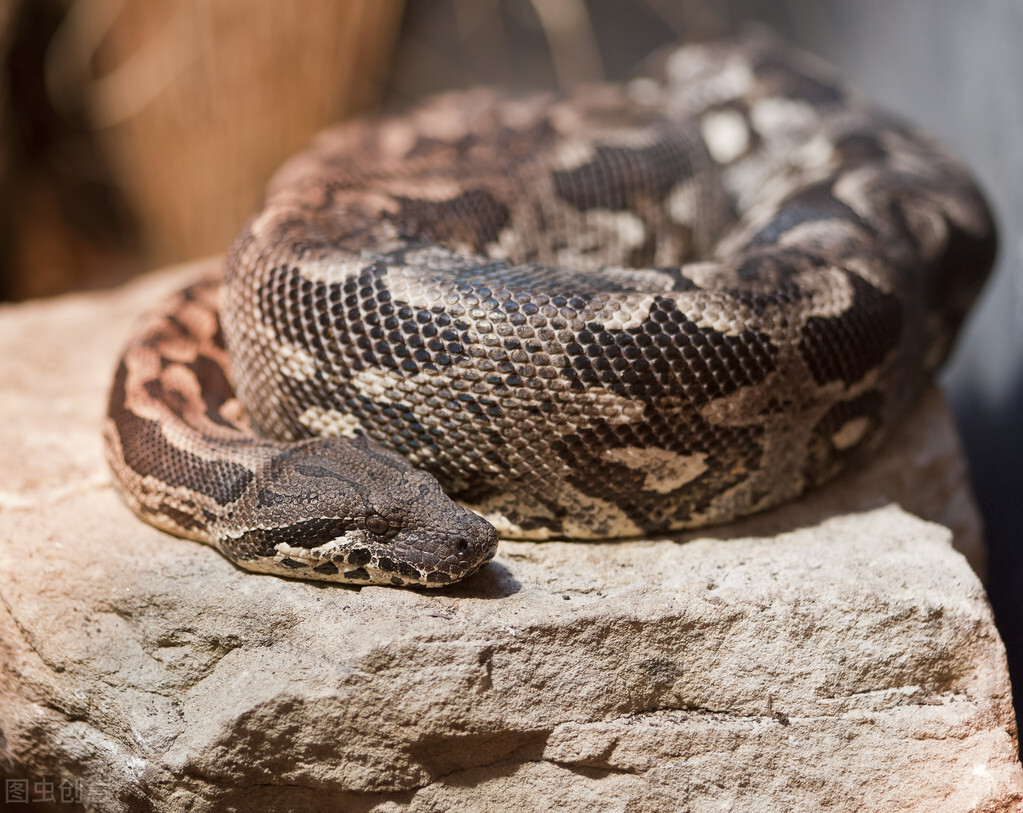 蟒蛇好几天不进食天天粘着人,蟒蛇对于大得吞不下的食物怎么办