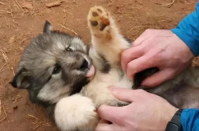 狗狗最敏感的地方是哪里,狗狗最渴望被摸的几个部位