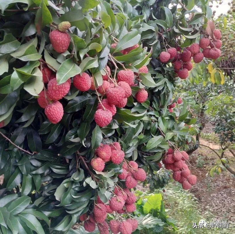 全球最好吃的荔枝在哪里,荔枝哪个品种最好吃