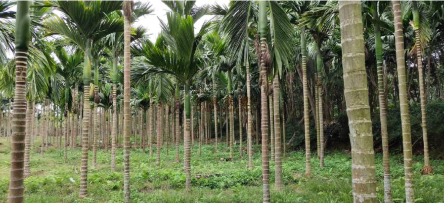 海南蟒蛇看家护院,海南蟒蛇报恩是真的吗