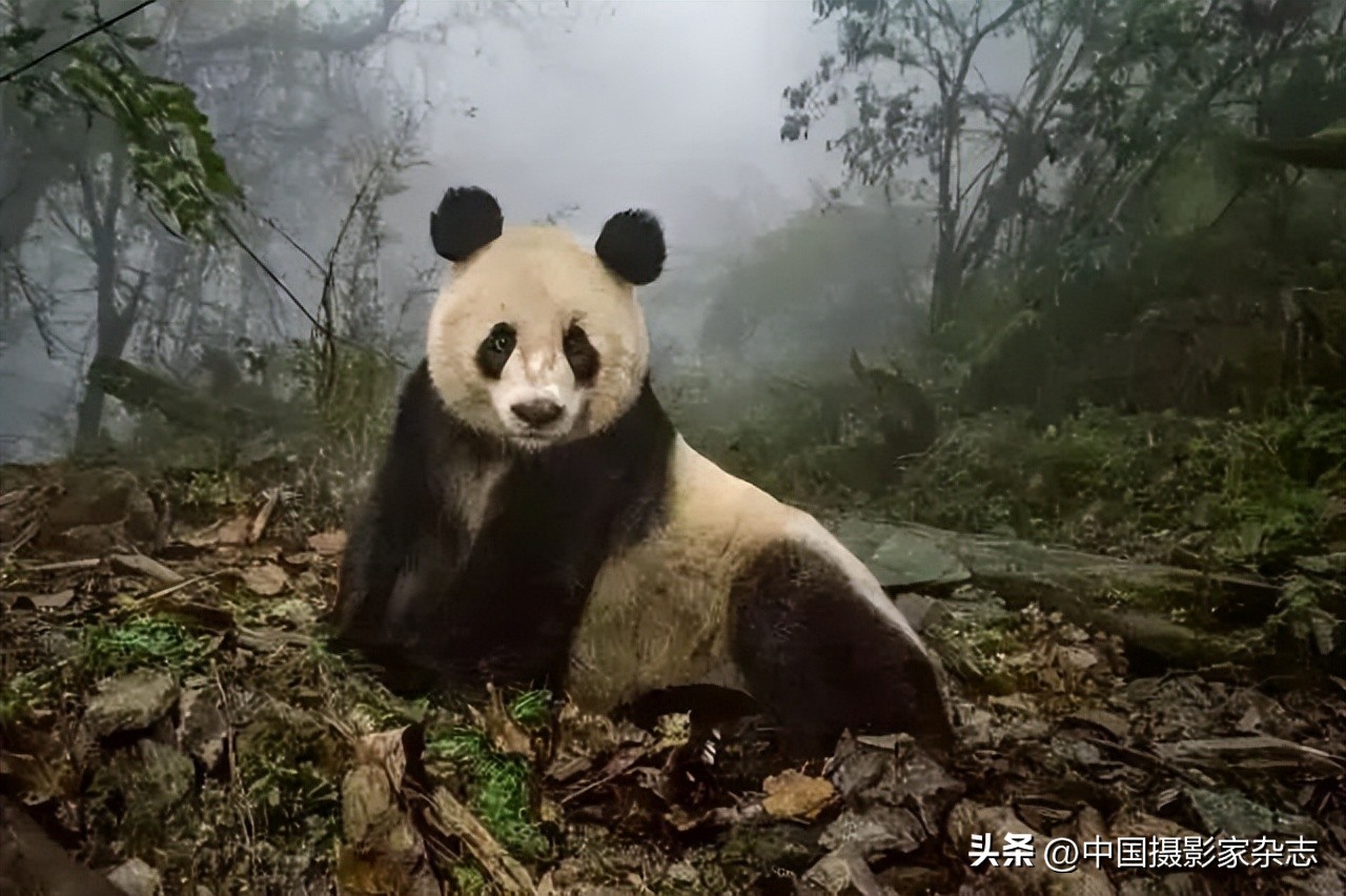 108张令人惊讶的历史与自然照片,有颠覆你认知的那张吗?