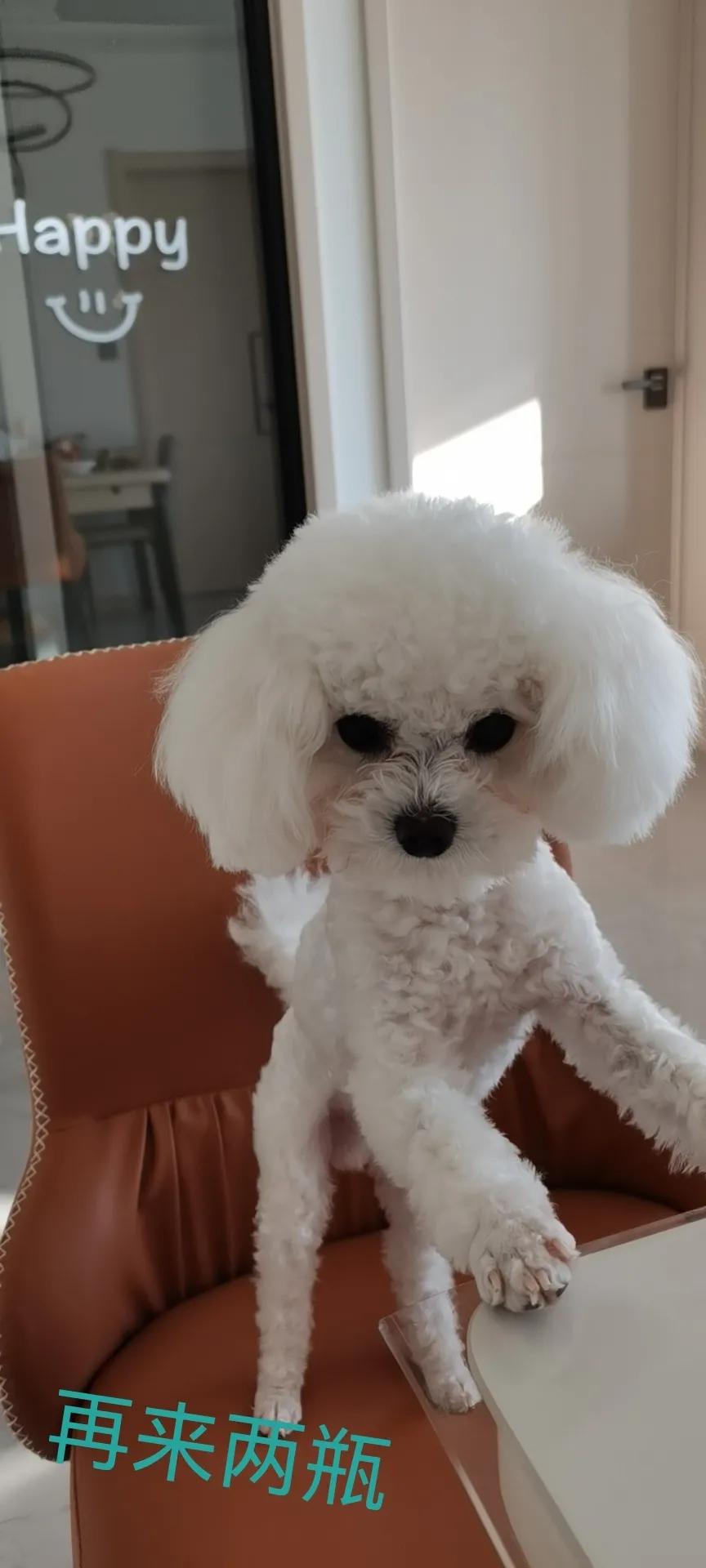 我终于把果冻的泪痕养没了