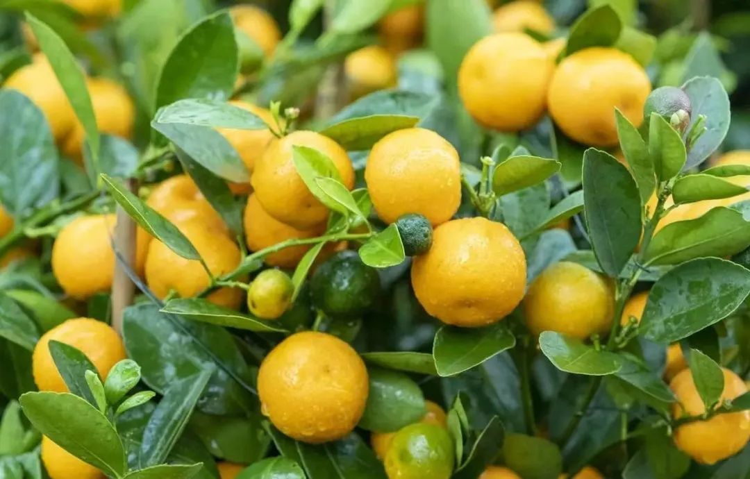 临近7月，这“3菜2果”建议不要买，难吃还贵，菜贩子自己都不吃