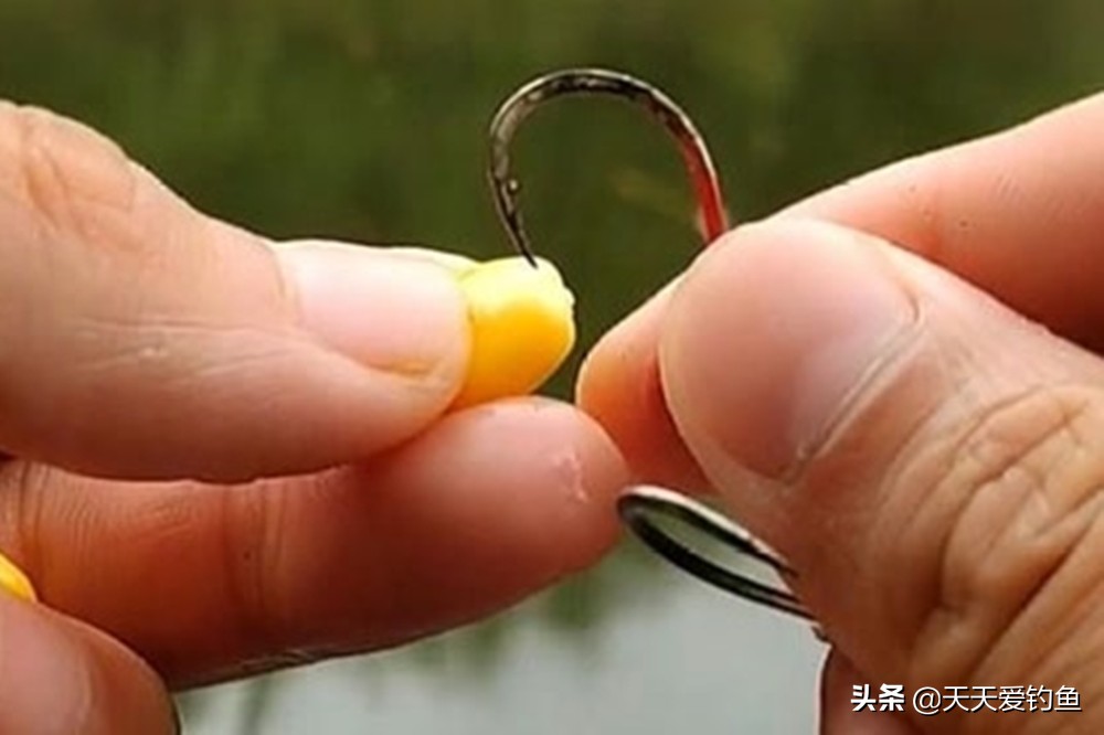 野钓3大技巧让你的中鱼率翻倍,野钓玉米如何挂钩中鱼率高