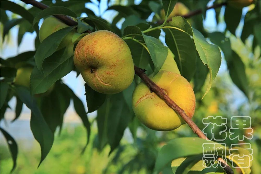 老板,这个水果多少钱?不用,你帮我介绍客户就行了