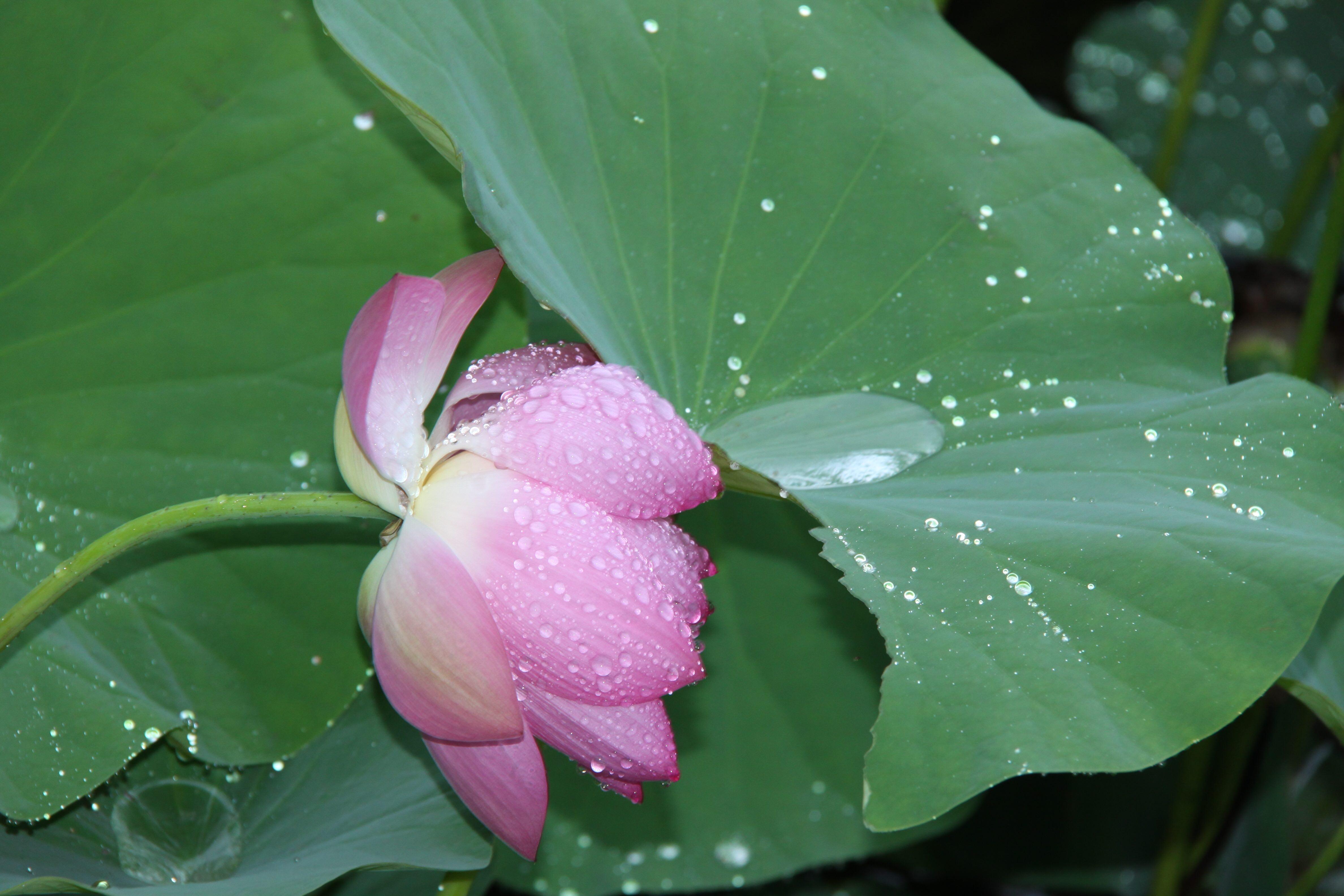 “雨过圆荷万点星”过雨荷花满湖香，雨中夏荷别有一番意境