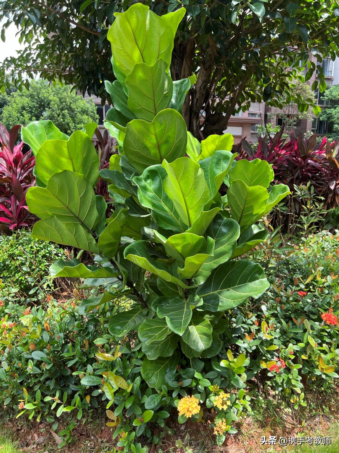 「生物专栏」大琴叶榕