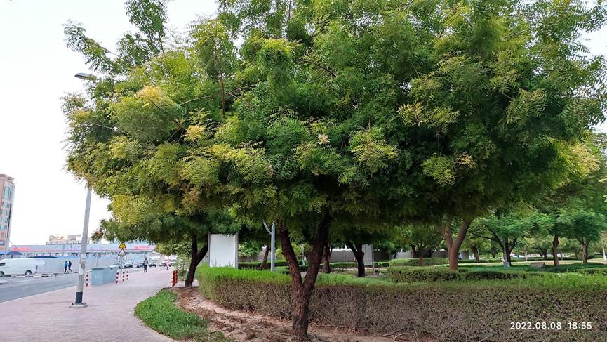 迪拜适合养什么植物,迪拜常见花草