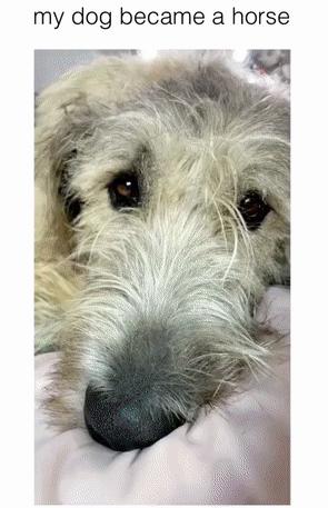 救助了小狗发现长大不简单,收养了一只小狗成长历程