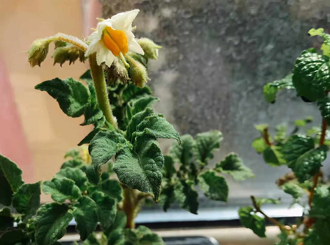 扔在水里就能活的绿植,类似绿萝扔水里就能活的植物