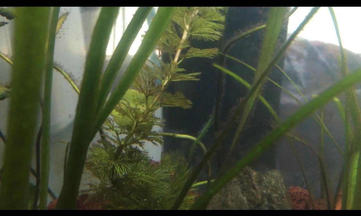 鱼缸里的水草叶子变黑，长藻，长黑毛藻，分享处理方法