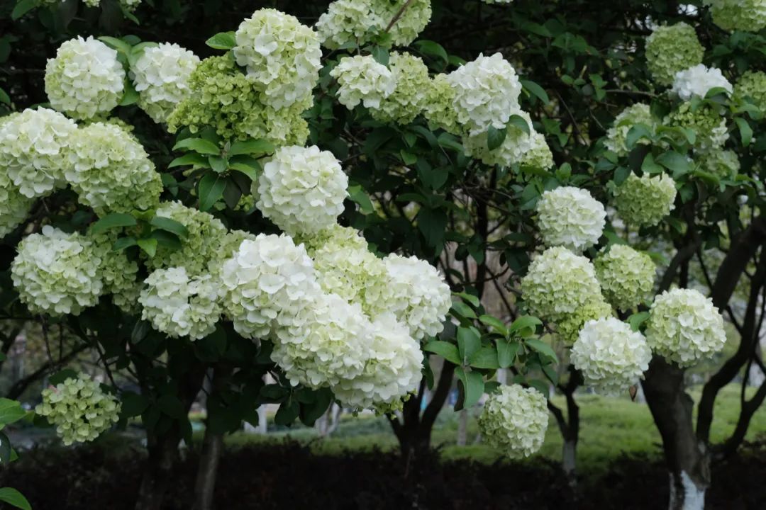 听我的，四月的杭州才是浪漫天花板。