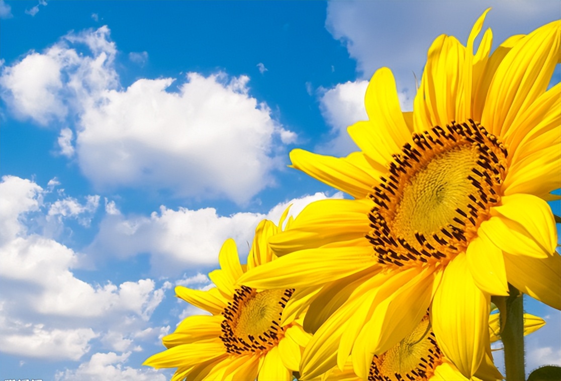 摩羯座如何变成白莲花,摩羯座的天敌是白莲花