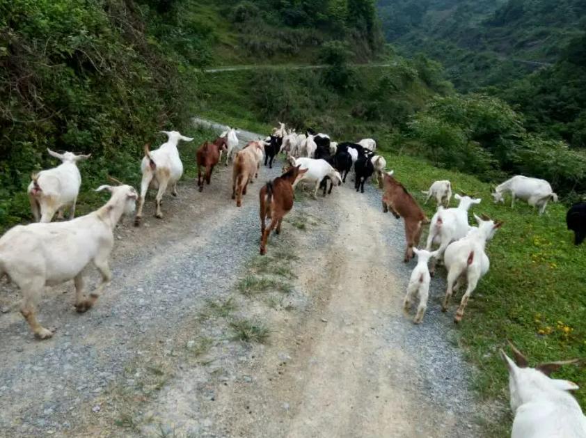 河北放羊大叔拦火车动画,河北放羊大叔拦火车的奖励