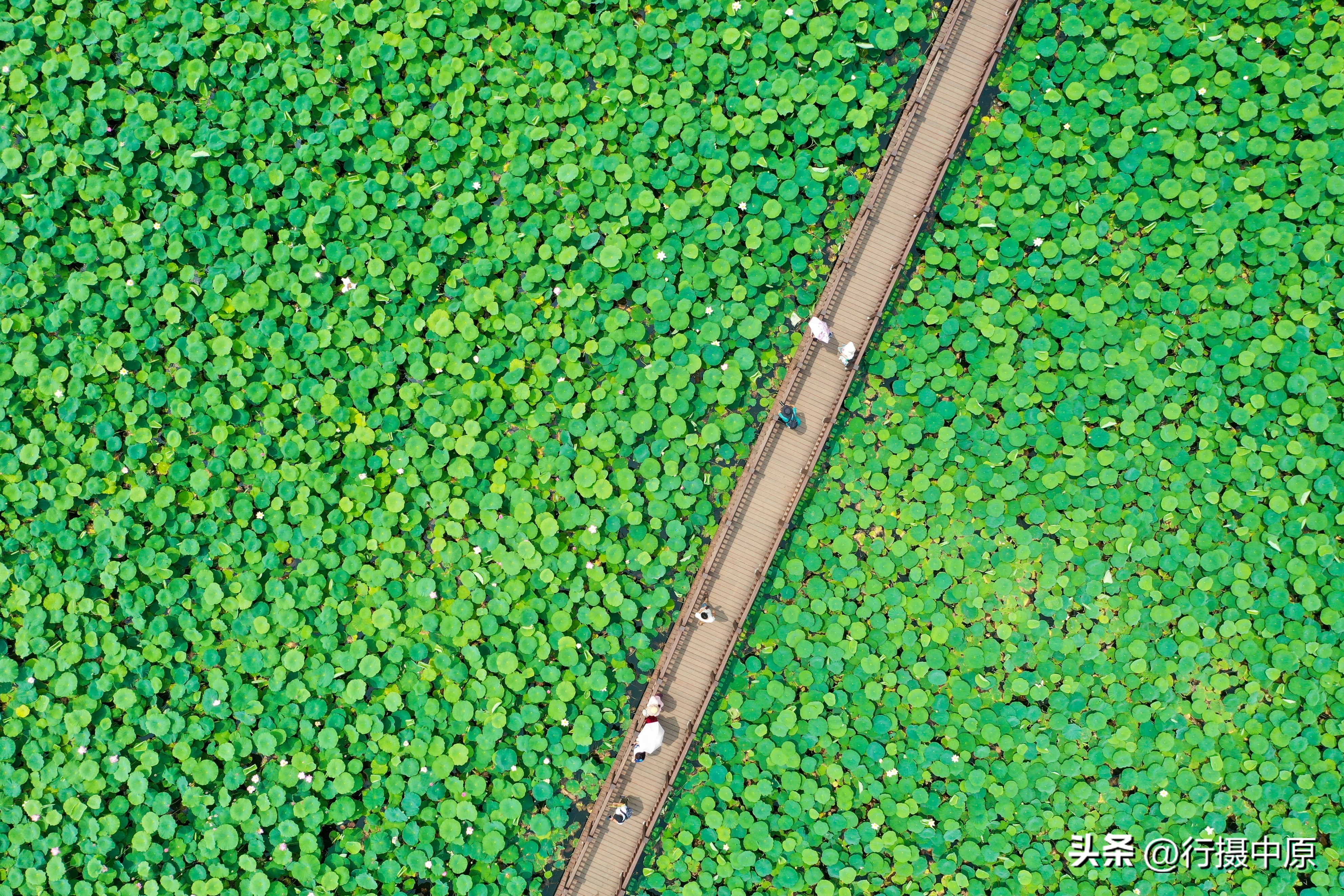 接天莲叶无穷碧为什么不是荷叶,接天莲叶无穷碧形容荷叶多的词语