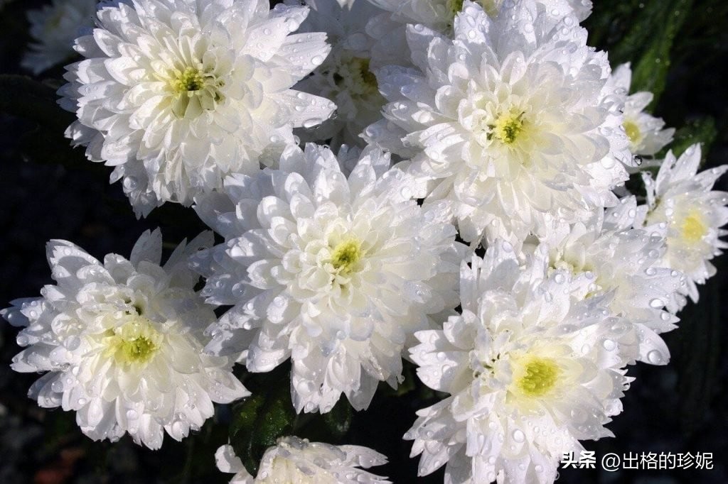 各种颜色菊花代表什么象征意义,菊花的颜色的象征意义