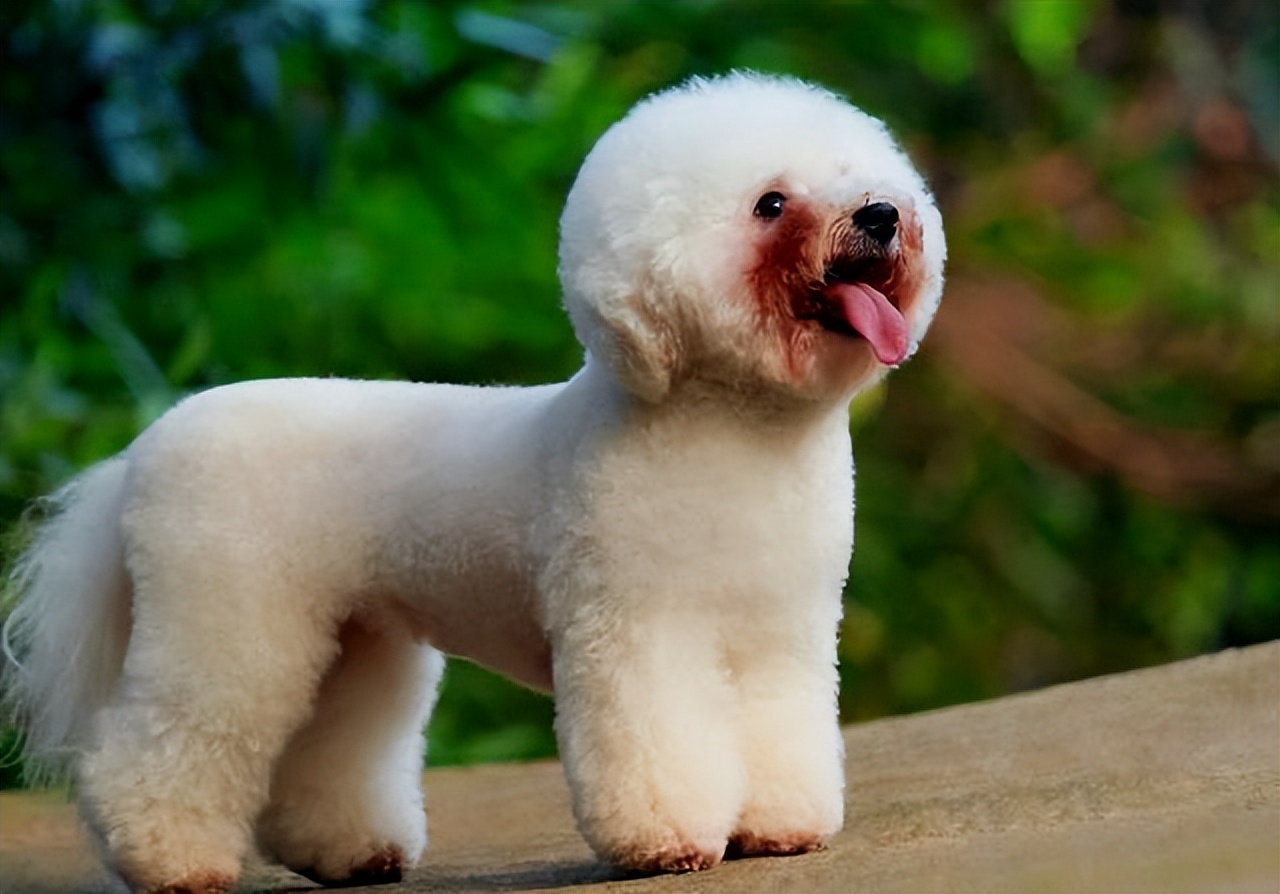 狗狗向你发出的8个求救信号,你知道狗狗有哪些求救信号吗