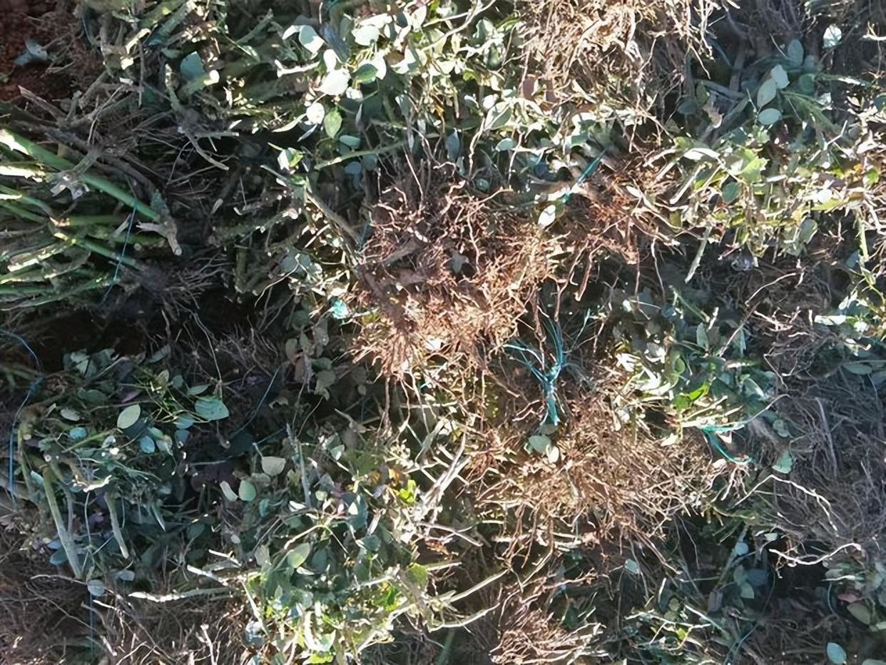 裸根老桩月季需要套塑料袋吗,裸根苗月季多少钱