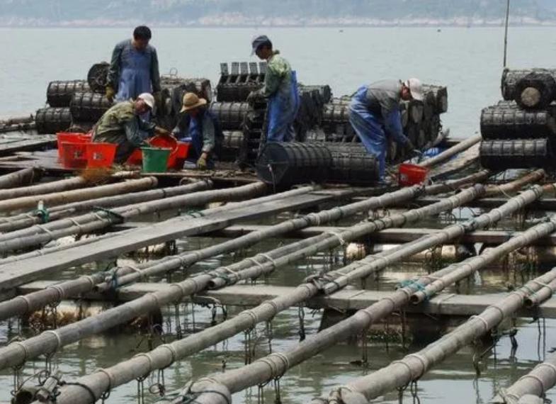 一般正宗的海参多少价格,海参几头性价比最高