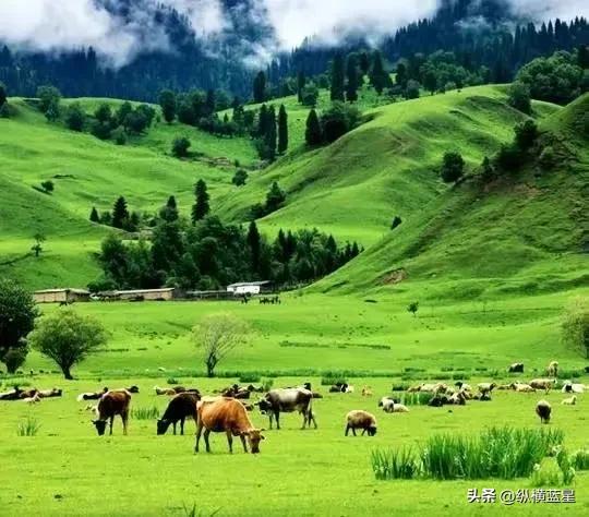 雄鹰展翅好还是站立鹰好,雄鹰vs阿根廷