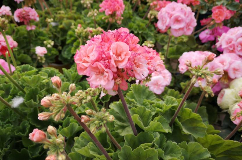 开春后可以修剪天竺葵吗,天竺葵开花期如何养护和管理