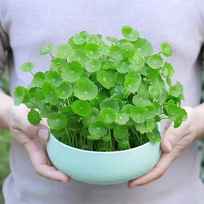 四季最好养的10种花,最适合新手养的5种花清新自然