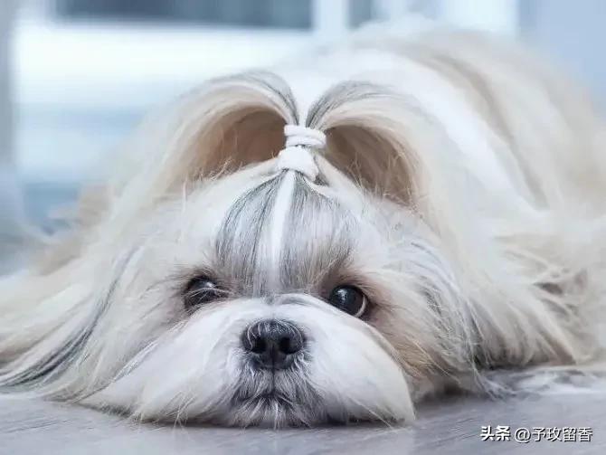 宠物狗应该怎么养详细介绍科普,宠物狗喂养及训练方法有哪些