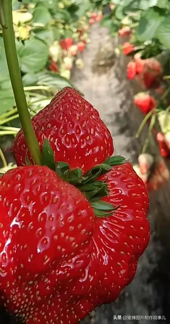 丰富美味的水果壁纸,甘甜适口的美味水果壁纸图片