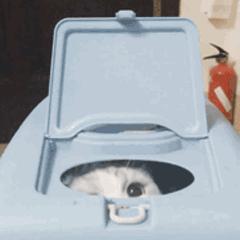 别人家的猫是液体还是固体,猫都是水做的