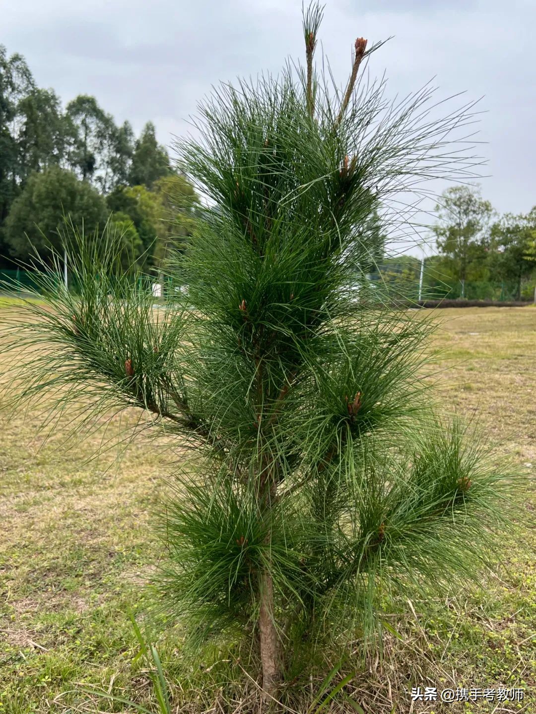 茂盛开花的马尾松,植物专栏蓝花草
