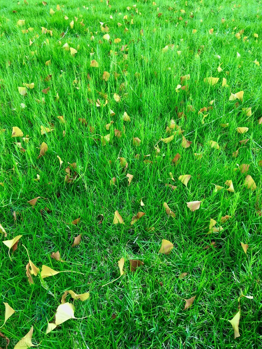 离离原上草一岁一枯荣的翻译,离离原上草一岁一枯荣诗句的意思