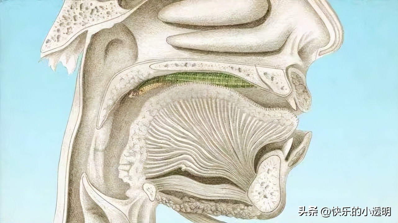 如果蚂蟥吃进肚子里能长期存活吗,蚂蟥食入体内能存活吗