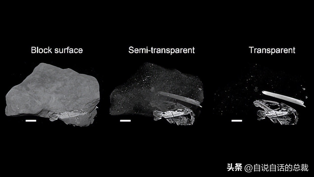 鸭：一鸭战四虎？弹射胜航母？鸭子的真相，也许超乎你的想象