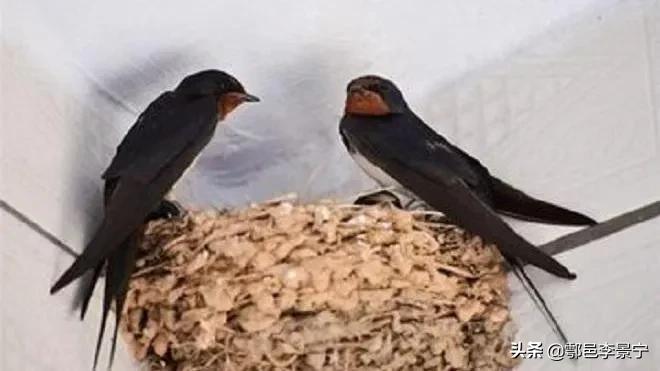 ,小小说燕子屎拉到所长头咋办？文/李景宁