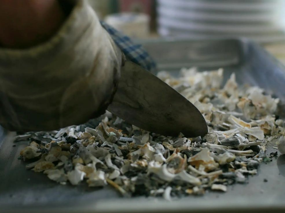 牙齿为何如此坚硬呢,火化后为什么牙齿不见了