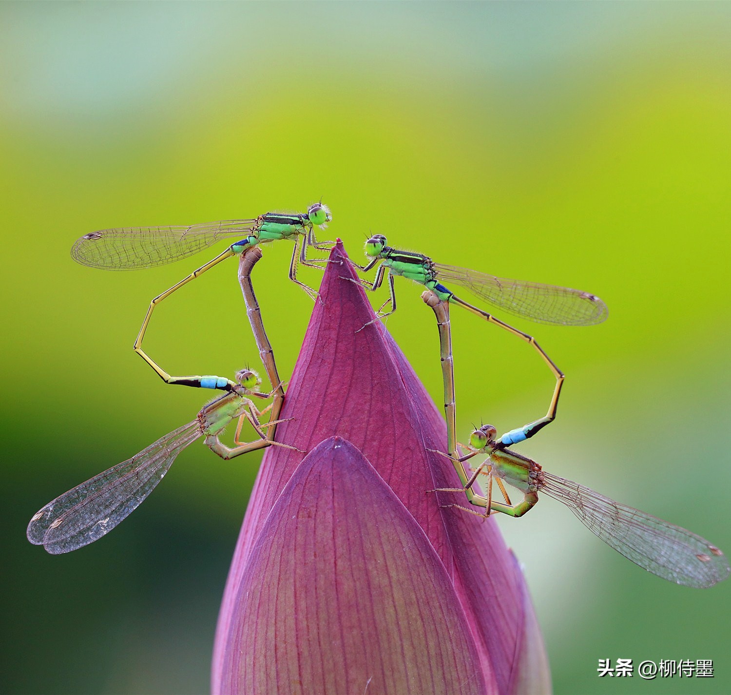 拍荷花怎么拍出高级感专业模式,如何拍出荷花高清图片