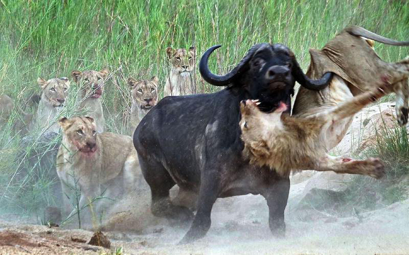 云南野外惊现濒危牛魔王,云南野生牛魔王