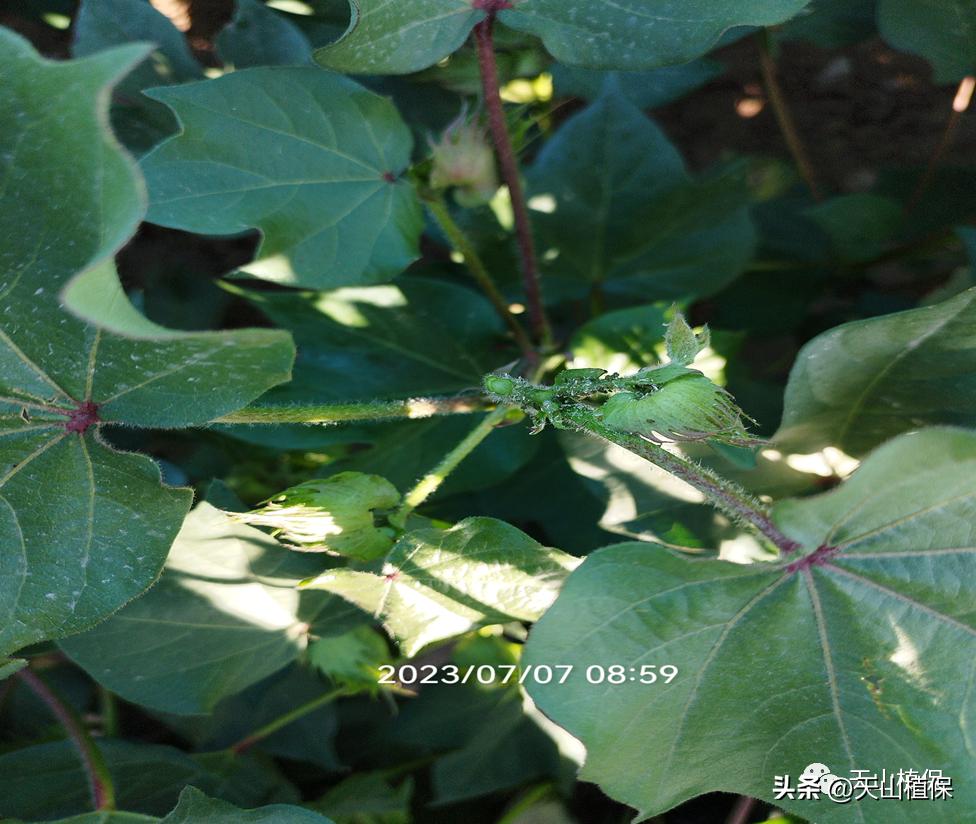 春季病虫害发生动态防控建议,当前病虫害发展实况及植保技术