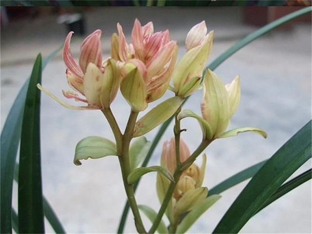 富山奇蝶兰花墨绿色的叶子,富山奇蝶比绿萝好养活