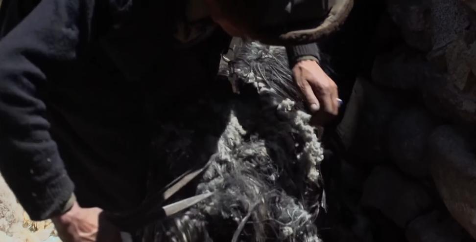 吉尔吉斯人：用100头羊换老婆，没羊男人只能孤独终老