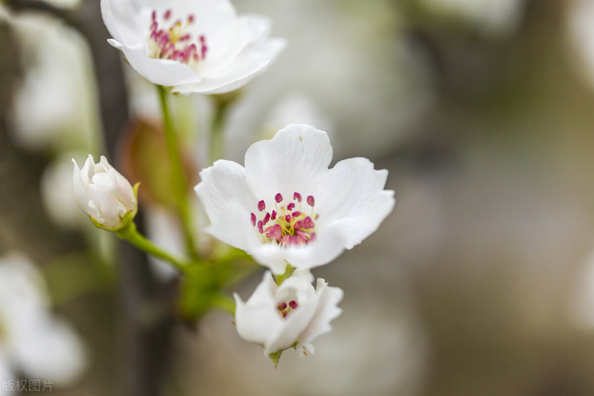 一首经典的写春天的古诗词,关于春天的古诗词有多少首