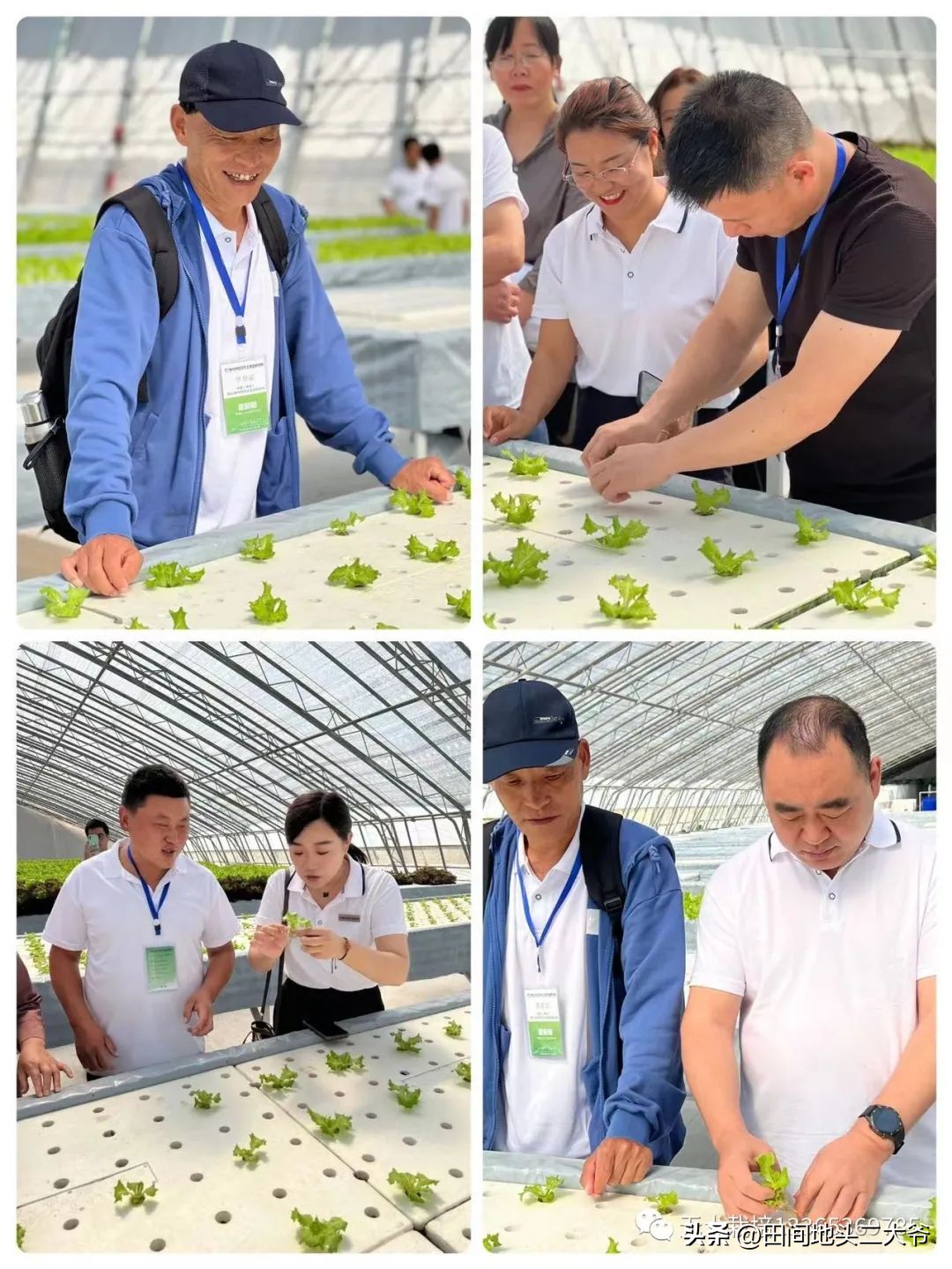 寿光中荷无土栽培基地,山东寿光中荷无土栽培