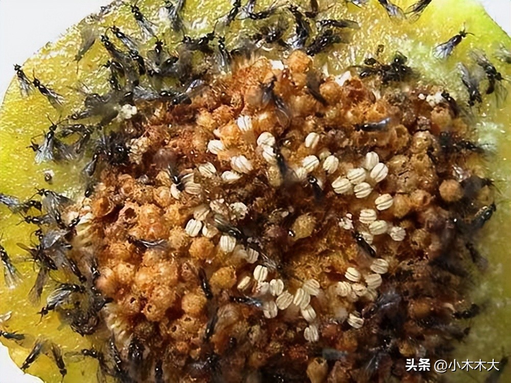 走进果实的世界我发现了什么,走进无花果的世界