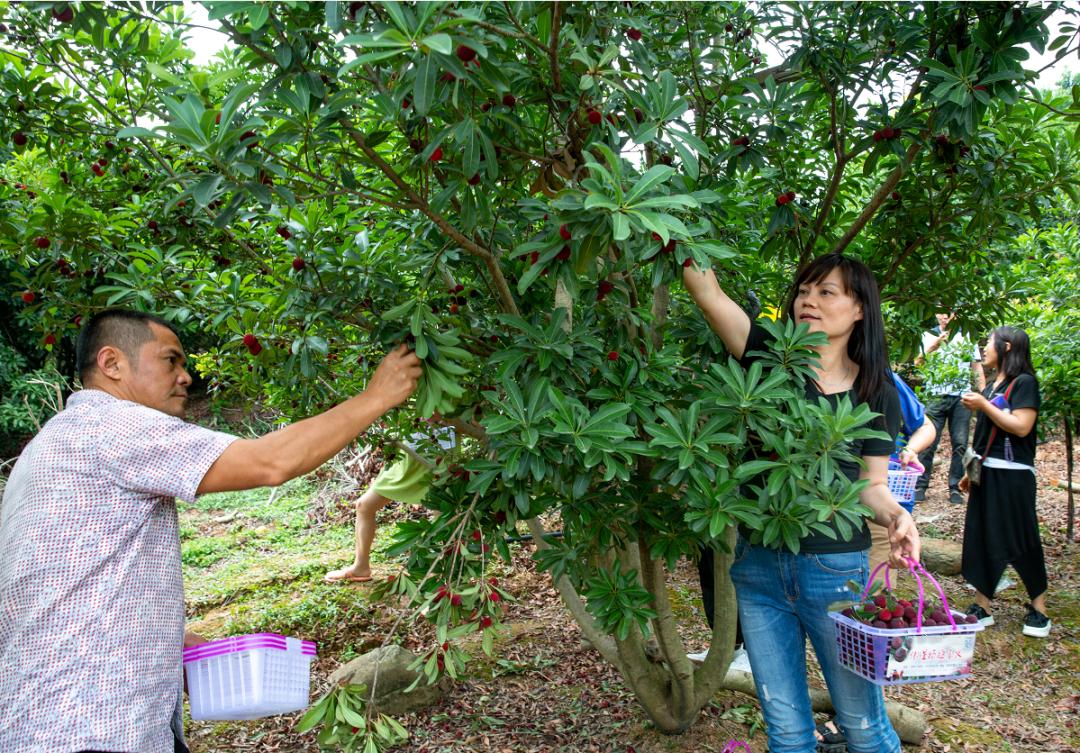 “min”甜爆汁！西瓜、蓝莓、桃子......彭州今夏水果新鲜开摘喽