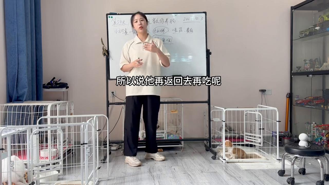 蛋姐教人训犬打狗,蛋姐养的狗