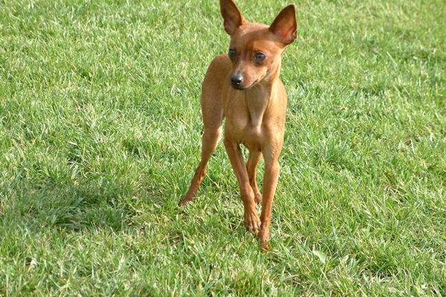 小鹿狗生病什么症状,小鹿犬如果生病了是什么样子