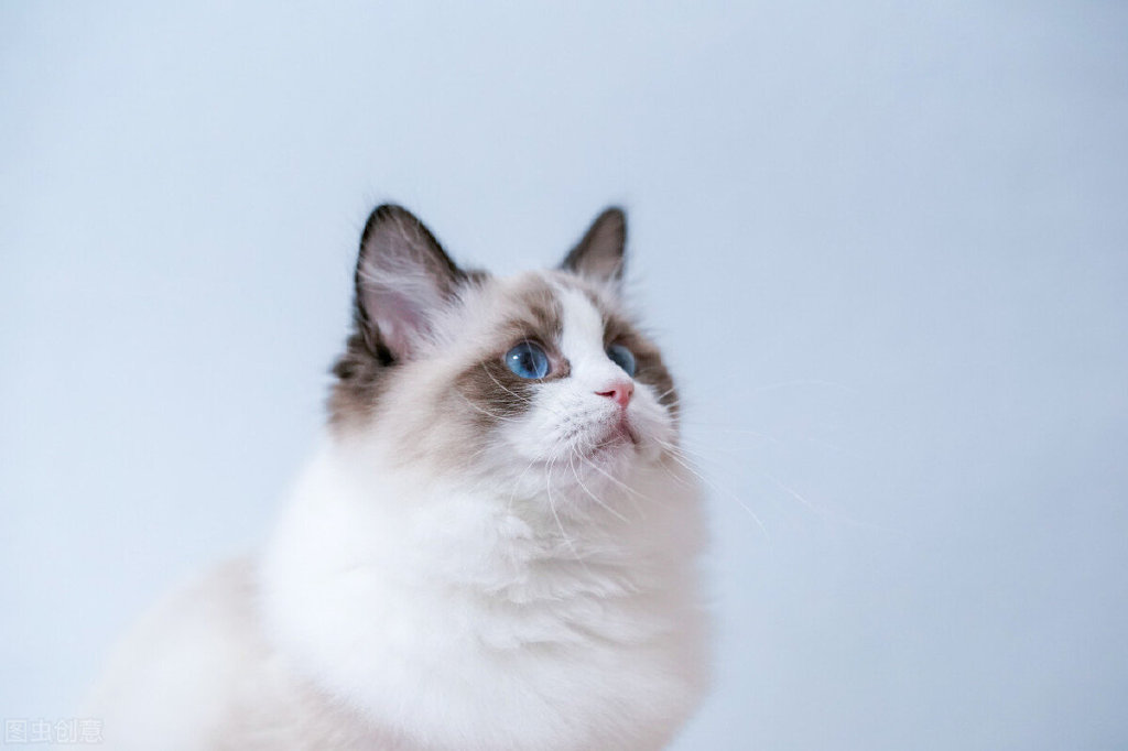 人养宠物盈利模式,300%利润宠物行业到底有多赚钱呢