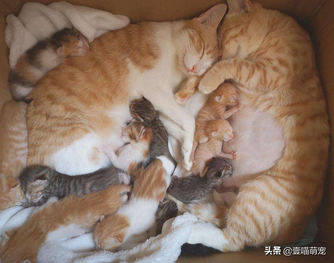 母猫和她刚出生的小猫的产后护理